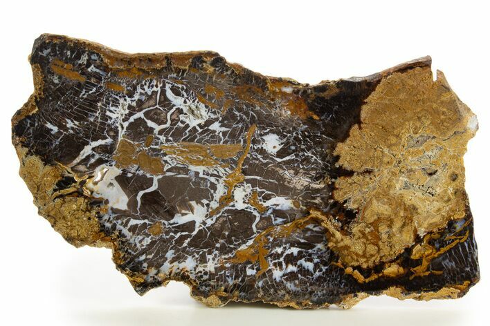 Polished Petrified Shrinkwood Slab - Parker, Colorado #334917